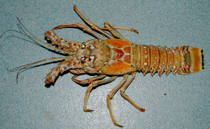 lobster