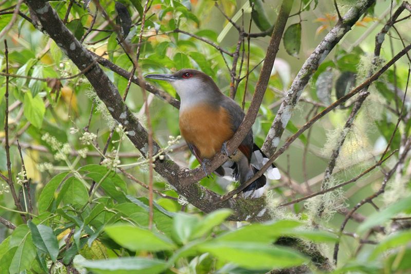 800px-Jamaican_Lizard-Cuckoo