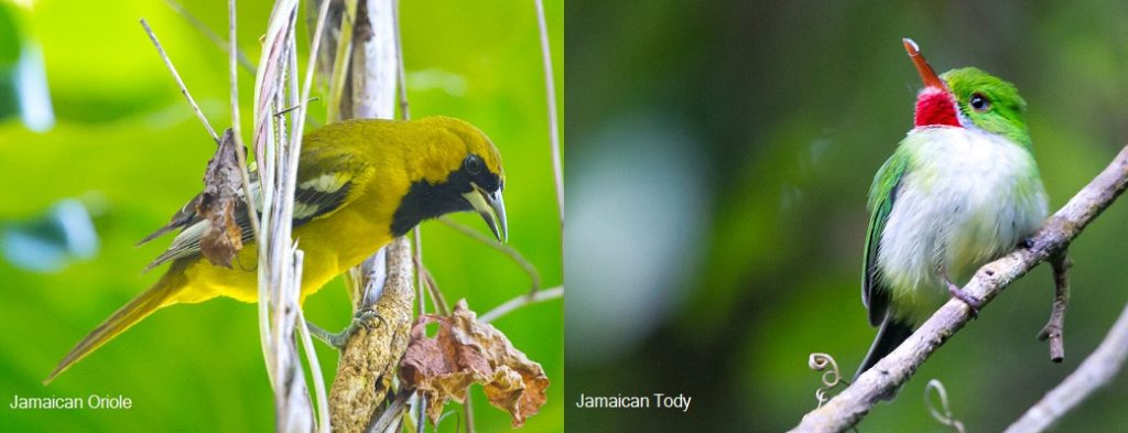 Jamaican Oriole [Icterus leucopteryx]