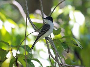 800px-Loggerhead_Kingbird_RWD1