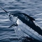 Atlantic_blue_marlin