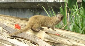 mongoose