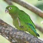 593px-Jamaican_Parakeet