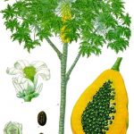 Carica_papaya_-_Köhler–s_Medizinal-Pflanzen-029