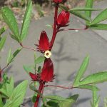 Roselle,_Hibiscus_sabdariffa,_2014_01