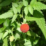 800px-Rubus_rosifolius1
