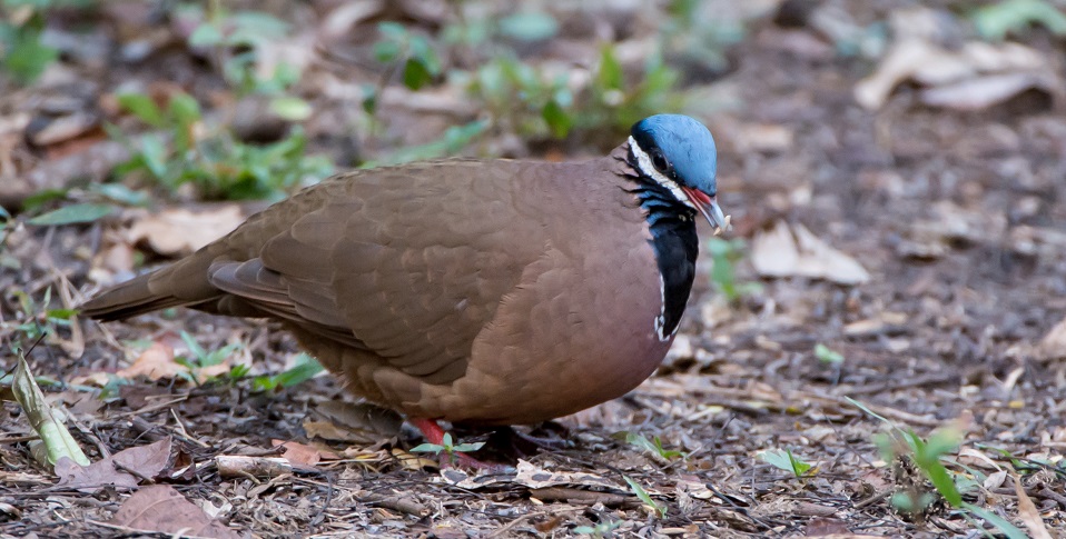 quail-dove
