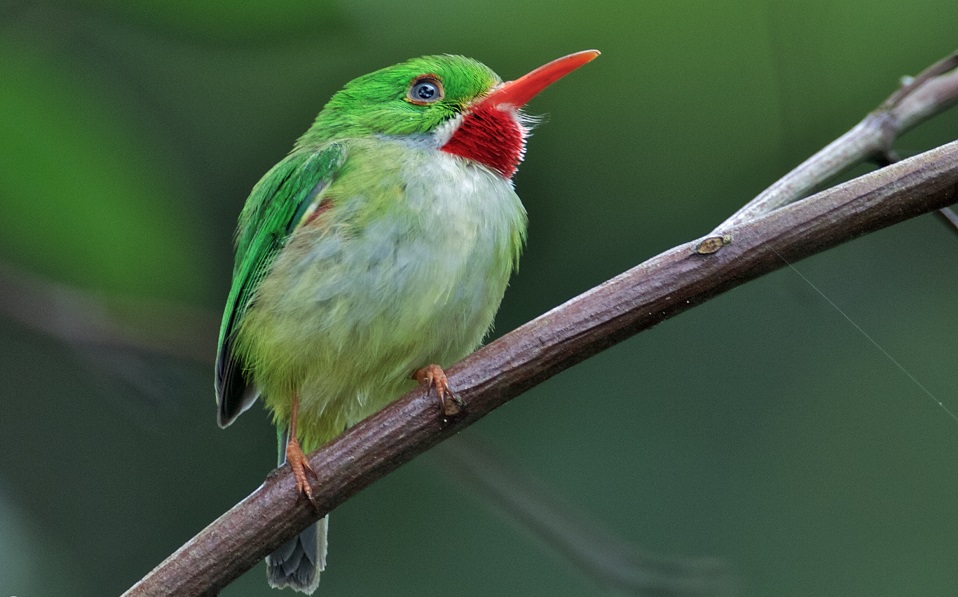 4753_Jamaican_Tody_-_2011-01-09_at_10-41-04