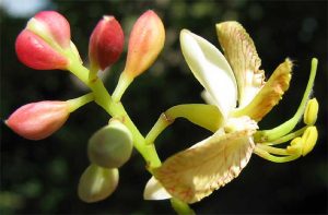 Tamarindus_indica-flowers