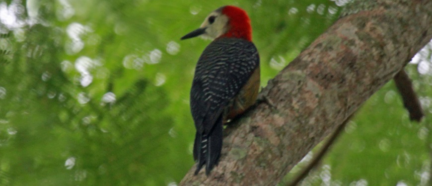 Jamaican_Woodpecker_RWD2