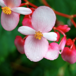 begonia