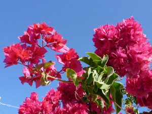 bougainvillea