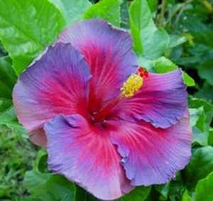 hibiscus