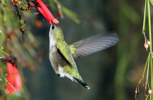 hummingbird3