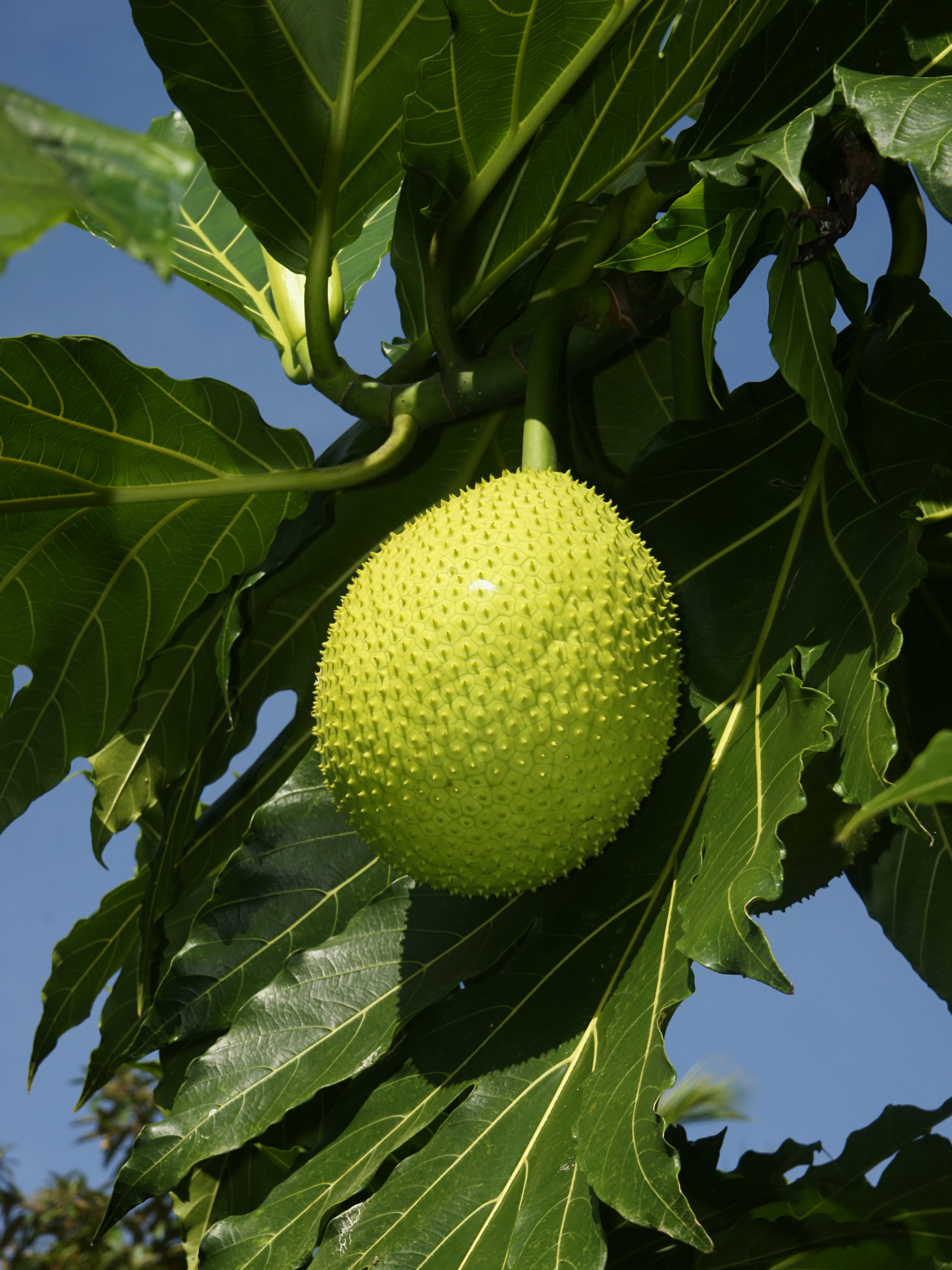 Wild Breadfruit Meaning In Sinhala