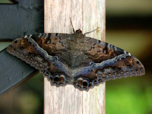 Black-Witch-Moth-Ascalapha-odorata