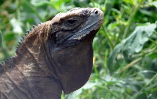 Jamaican Iguana