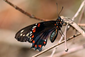 Gold_rim_swallowtail_(Battus_polydamas_jamaicensis)_underside_worn_2