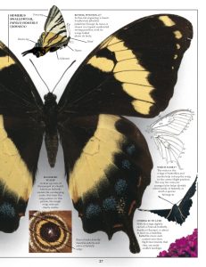 eyewitness-books-butterfty-moth-28-638