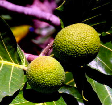 BREADFRUIT