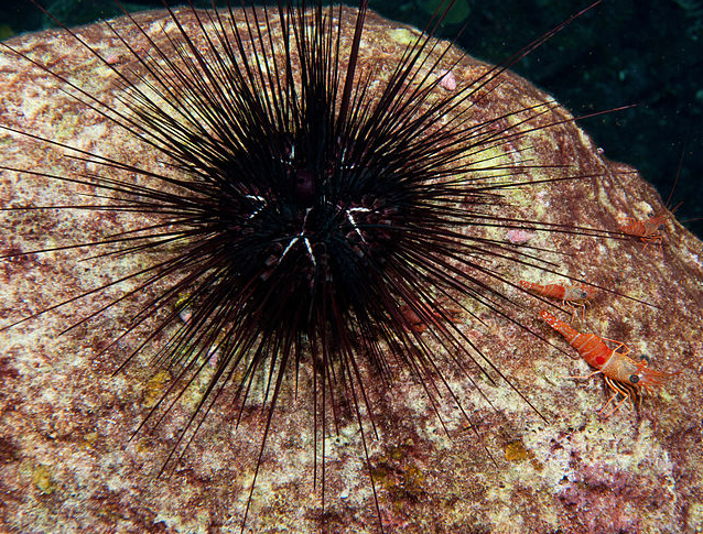 Sea urchin 1