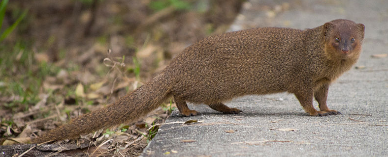 mongoose