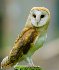 owl