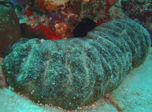 sea cucumber 2