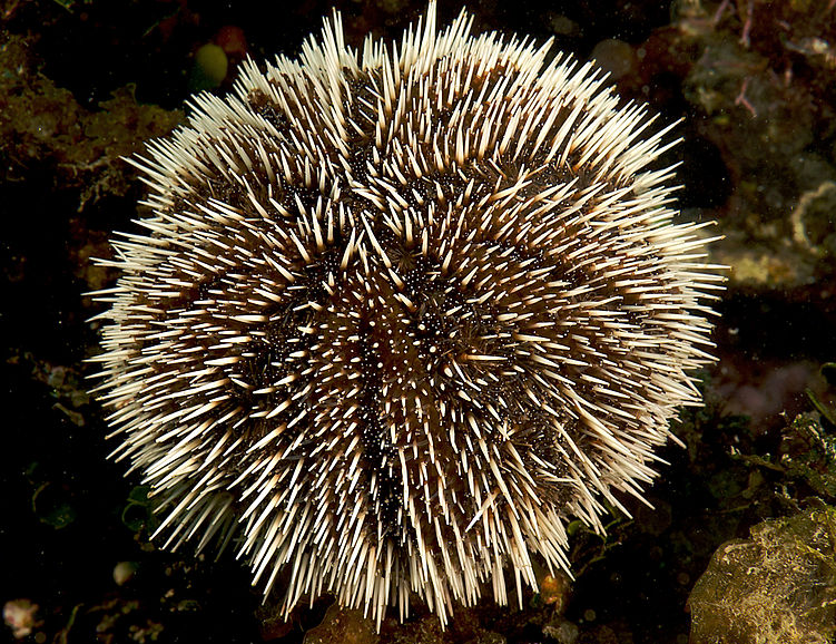 Black Sea Urchin Sting